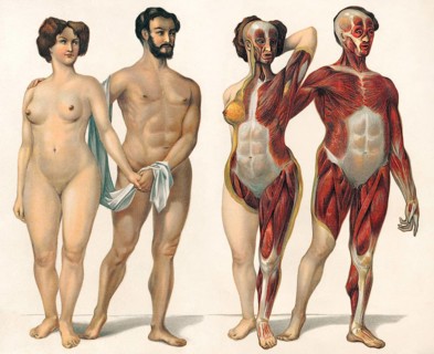Human superficial muscles