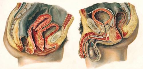 Section of female and male pelvis