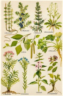 Illustration of medicinal plants