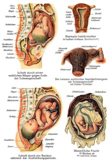 Pregnancy