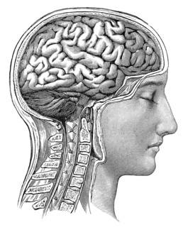 Human brain