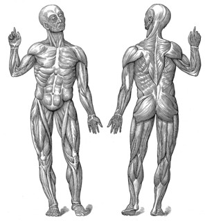 Male superficial muscles