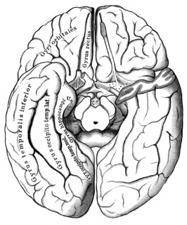 Human brain from below