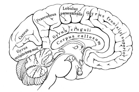 Section of left hemisphere of human cerebrum