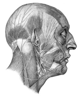 Human head and cranial nerves