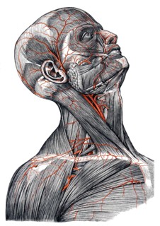 Arteries in head