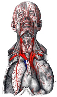 Arteries in head