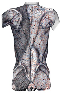 Veins in body