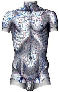 Veins in body