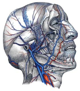 Veins in head