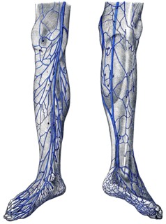 Veins in leg
