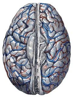 Veins in brain