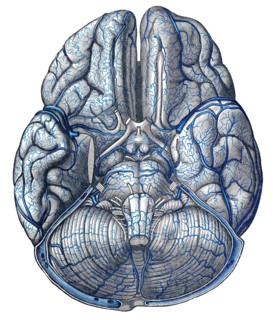 Veins in brain