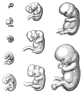 Development of embryo up to 9th week