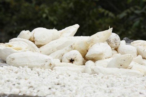 Cassava