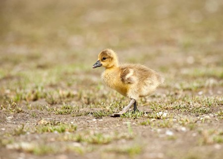 Greylag goose