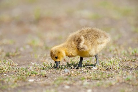 Greylag goose