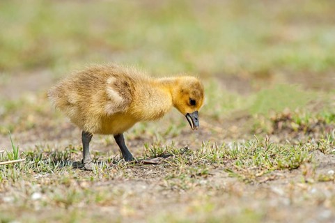 Greylag goose