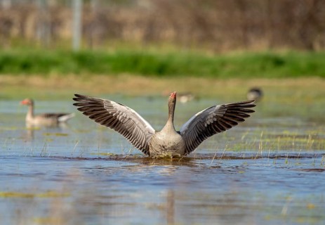 Greylag goose