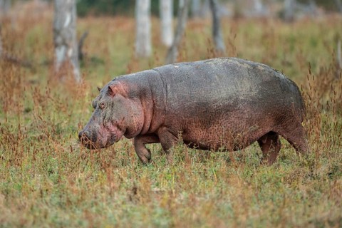 Hippopotamus