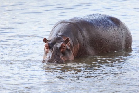 Hippopotamus