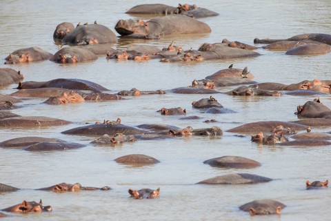 Hippopotamuses
