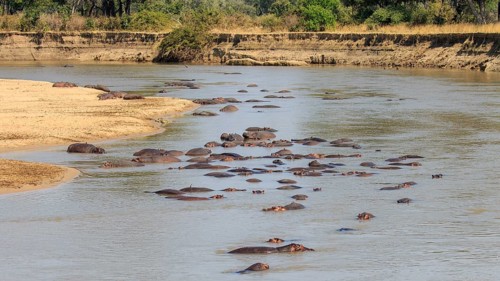 Hippopotamuses