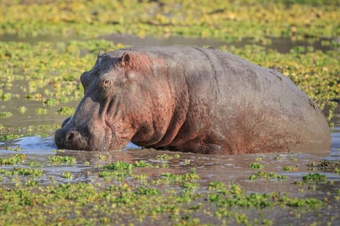 Hippopotamus