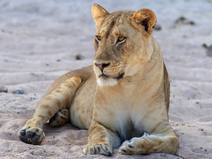 Lioness