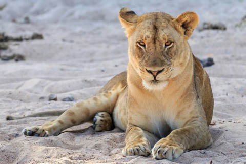 Lioness