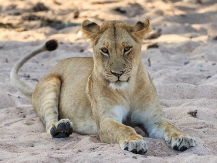 Lioness