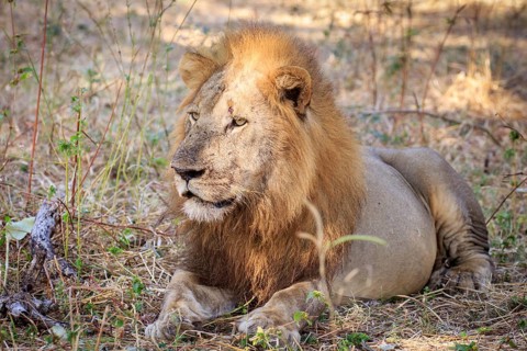 Lion