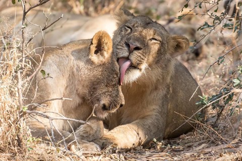 Lions