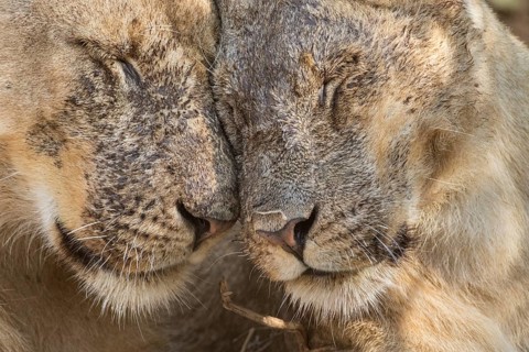 Lions