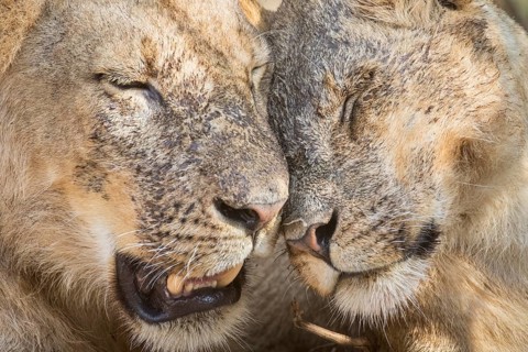 Lions