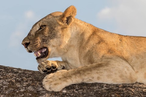 Lioness