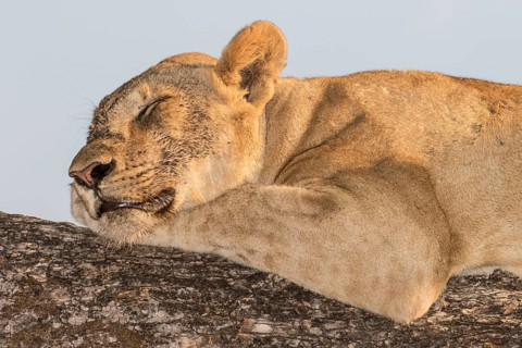 Lioness