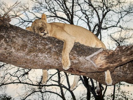 Lioness