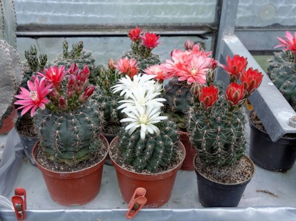 Cacti