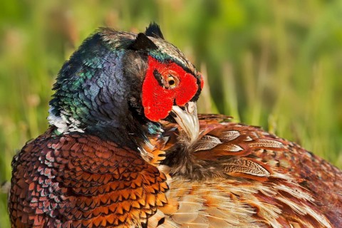 Pheasant