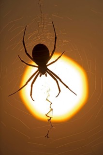 Wasp spider