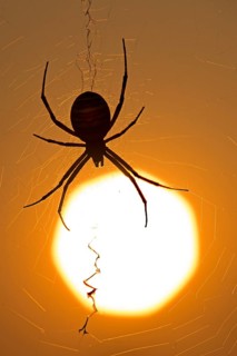 Wasp spider