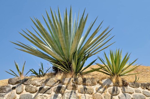 Agaves