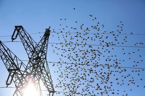 Common starlings