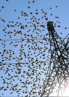 Common starlings