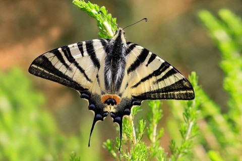 Scarce swallowtail