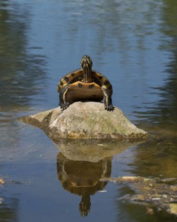 Portrait of yellow-bellied slider