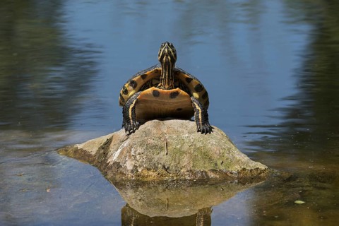 Portrait of yellow-bellied slider