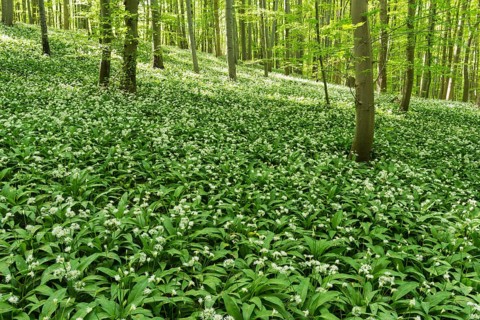 Wild garlic