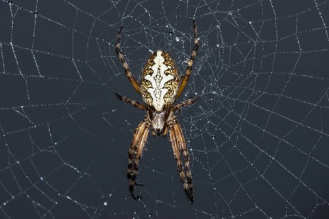 Oak spider